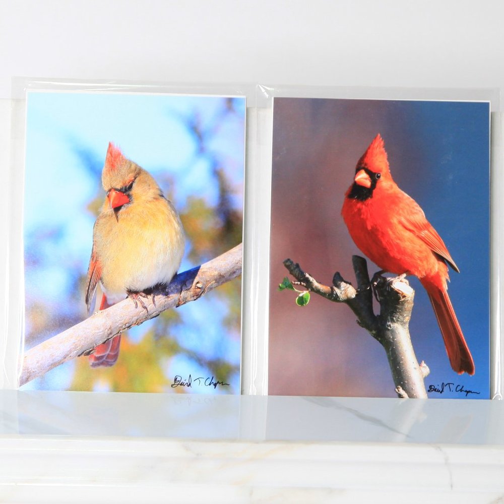 5" x 7" Cardinal Photography Set of Male & Female **Beautiful Christmas Gift**